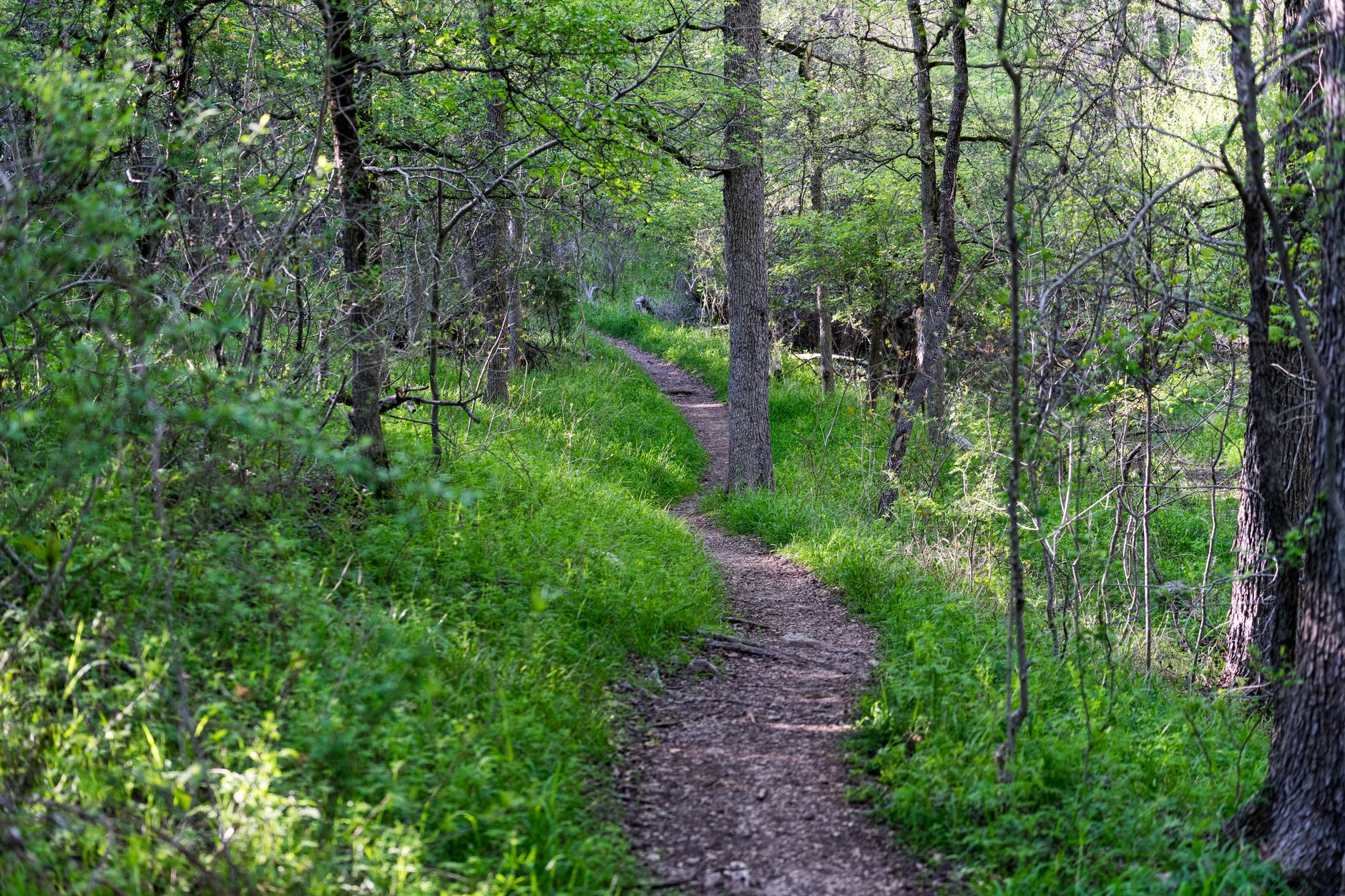A peaceful narrow forest path in summer, located in Moody, TX.
